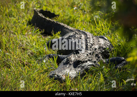 American alligator (Alligator mississippiensis) von Miami-Dade County, Florida, USA. Stockfoto