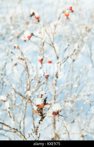 Rote Beeren eines dogrose auf schneebedeckten Zweigen im Winter Tag Stockfoto