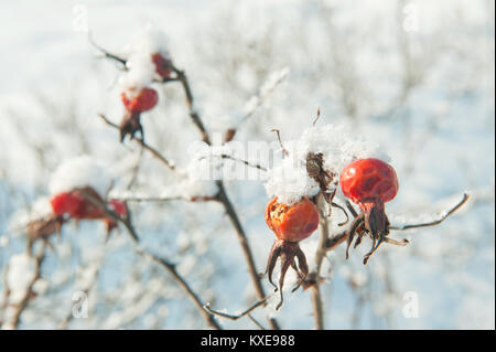 Rote Beeren eines dogrose auf schneebedeckten Zweigen im Winter Tag Stockfoto