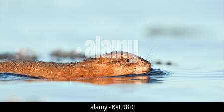 Schwimmen Bisamratte (Ondatra zibethica) im Abendlicht. Herbst Saison. Stockfoto