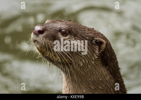 Foto Portrait einer Alert glatt beschichtet Otter Stockfoto