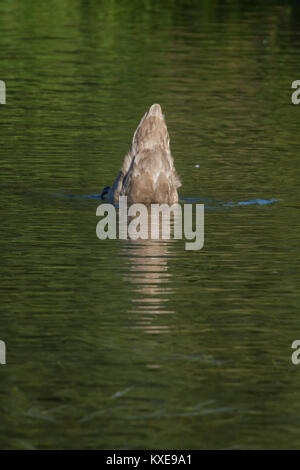 Foto von einem jugendlichen Höckerschwan Schwanz einziehen mit Reflexionen im Wasser Stockfoto