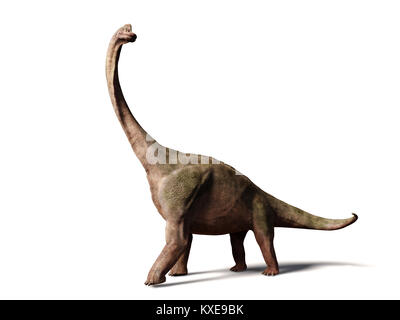 Brachiosaurus altithorax aus dem späten Jura (3d-Abbildung auf weißem Hintergrund) Stockfoto