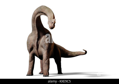 Brachiosaurus altithorax Dinosaurier (3D-Darstellung mit Schatten auf weißem Hintergrund) Stockfoto