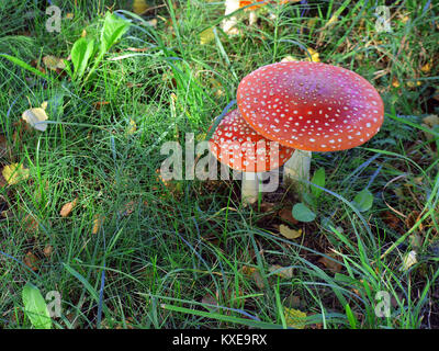 Einige fly agaric Pilze wachsen auf der Straße in der Nähe von Stockfoto
