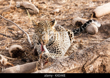 Leopard, Essen Stockfoto