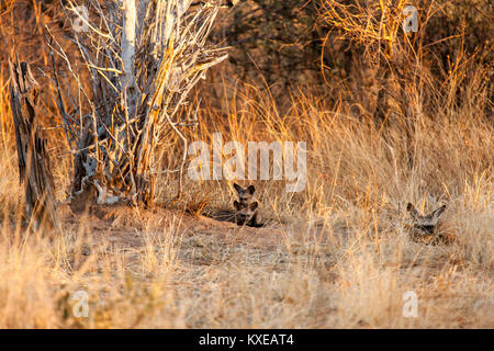 Bat-eared Fuchs mit ihren Jungen Stockfoto
