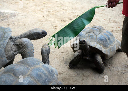 Riesenschildkröten auf Mahe Seychellen Stockfoto