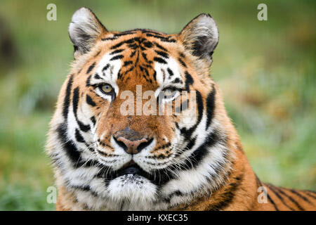 Eine Bengal Tiger, genannt Khan, an der Arche Noah Zoo Farm, Wraxall, Somerset. Stockfoto