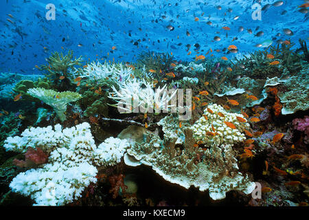 Gebleicht Geweihkorallen, Korallenbleiche, Folgen der globalen Erwärmung, Coral Reef in Fidschi Inseln, South Sea, Pazifik Stockfoto