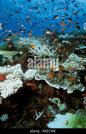 Gebleicht Geweihkorallen, Korallenbleiche, Folgen der globalen Erwärmung, Coral Reef in Fidschi Inseln, South Sea, Pazifik Stockfoto