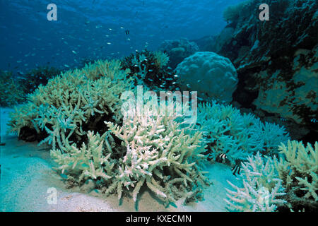 Gebleicht Geweihkorallen, Korallenbleiche, Folgen der globalen Erwärmung, Coral Reef auf den Malediven Inseln, Indischer Ozean, Asien Stockfoto