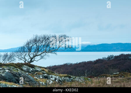 Ein einsamer windswept Baum am Ufer des Loch Sunart, Ardnamurchan, Schottland. 25. Dezember 2017 Stockfoto