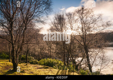 Ein Blick durch die Bäume auf Loch Sunart mit die Sonne scheint, Ardnamurchan, Lochaber, Schottland. 26. Dezember 2017. Stockfoto