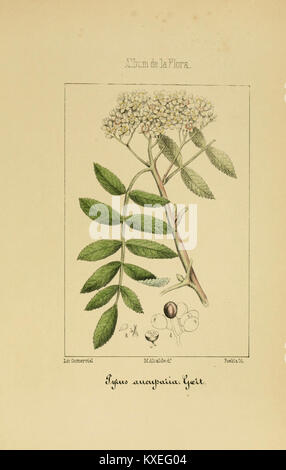Eine detaillierte botanische Platte aus dem Album de la Flora médico-farmacéutica zeigt medizinische, pharmazeutische und industrielle Pflanzen, die sowohl einheimische als auch exotische Arten für wissenschaftliche Studien dokumentieren. Stockfoto