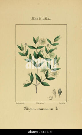 Platte 18 aus dem „Album de la Flora médico-farmacéutica é Industrial, Indígena y exótica“ mit detaillierten botanischen Zeichnungen medizinischer und einheimischer Pflanzenarten. Stockfoto