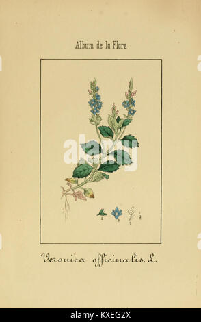 Platte 24 aus dem „Album de la Flora médico-farmacéutica é Industrial, Indígena y exótica“ mit Illustrationen von Pflanzen mit medizinischen und industriellen Eigenschaften. Stockfoto