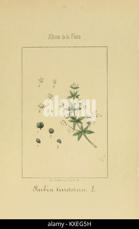 Platte 54 aus dem "Album de la Flora médico-farmacéutica é Industrial, Indígena y exótica" mit botanischen Exemplaren von medizinischer und industrieller Bedeutung. Stockfoto