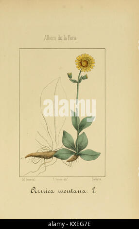 Eine botanische Illustration aus dem Album de la Flora médico-farmacéutica, die Pflanzenarten mit medizinischer, industrieller und exotischer Verwendung zeigt und zur Erforschung der pharmakologischen Botanik beiträgt. Stockfoto