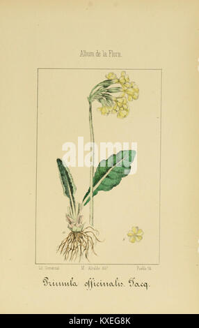 Bebilderte botanische Platte aus dem „Album de la Flora médico-farmacéutica“, auf der medizinische, industrielle, einheimische und exotische Pflanzenarten für pharmakologische und therapeutische Zwecke dargestellt sind. Stockfoto