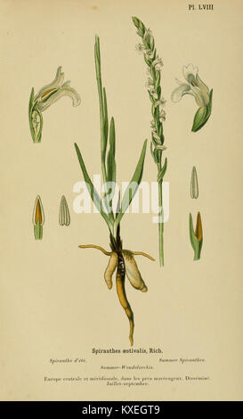 Eine Illustration aus dem Album des Orchidées de l'Europe Centrale et Septentrionale (1899), die eine detaillierte botanische Studie über in Mittel- und Nordeuropa heimische Orchideen zeigt. Stockfoto