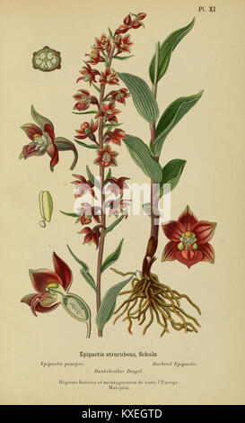 Diese Illustration aus dem Album des orchidées de l'Europe centrale et septentrionale zeigt verschiedene in Mittel- und Nordeuropa heimische Orchideen, die ihre botanische Bedeutung unterstreichen. Stockfoto