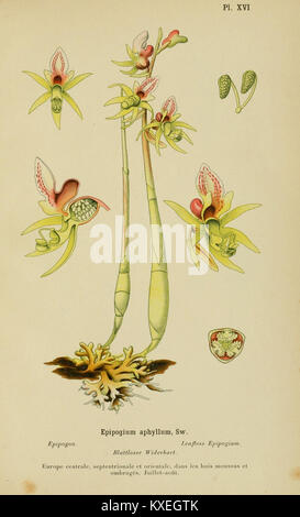 Eine botanische Illustration aus dem Album des orchidées de l'Europe centrale et septentrionale, Platte XVI, die Orchideenarten aus Mittel- und Nordeuropa zeigt. Stockfoto