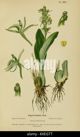 Eine botanische Illustration aus dem Album des Orchidées de l'Europe Centrale et Septentrionale, die in Mittel- und Nordeuropa heimische Orchideen zeigt, mit detaillierten Zeichnungen, die die Artenvielfalt hervorheben. Stockfoto