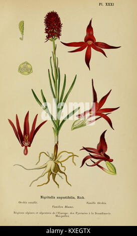 Botanische Illustration aus dem Album des Orchidées de l’Europe Centrale et Septentrionale, Platte XXXI, die europäische Orchideenarten mit detaillierter wissenschaftlicher Genauigkeit und künstlerischer Darstellung darstellt. Stockfoto