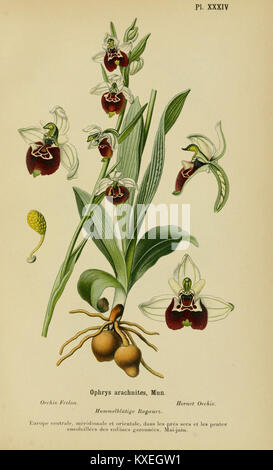 Eine botanische Illustration aus dem Album des orchidées de l’Europe centrale et septentrionale, Platte XXXIV, die in Mittel- und Nordeuropa heimische Orchideenarten mit detaillierter wissenschaftlicher Genauigkeit darstellt. Stockfoto