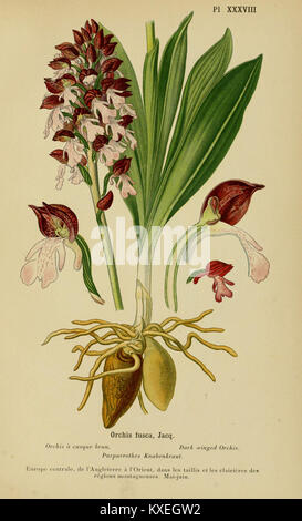 Illustration aus 'Album des orchidées de l'Europe centrale et septentrionale', Platte XXXVIII, mit botanischen Zeichnungen von Orchideenarten, die in Mittel- und Nordeuropa gefunden wurden. Stockfoto