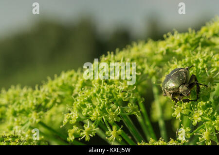 Käfer auf der Pflanze Makro Foto von einem grünen Käfer in die Kamera schaut Stockfoto