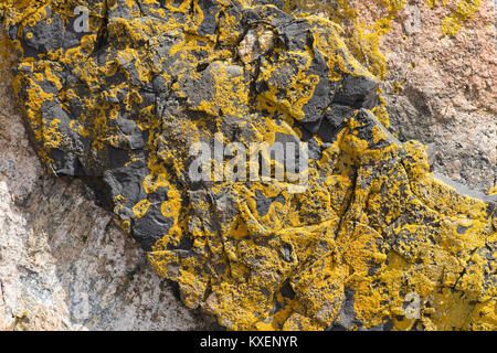 Helles Orange Flechten auf einem dunkelgrauen Felsen, in Acadia National Park in Maine in den Vereinigten Staaten gefunden Stockfoto