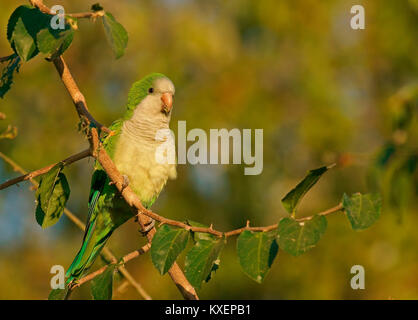 Monk Parakeet (Myiopsitta monachus), Pantanal, Mato Grosso, Brasilien, Südamerika Stockfoto