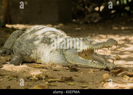 Ein Krokodil in der Hitze des Gambia, Westafrika Stockfoto