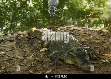 Ein Krokodil in der Hitze des Gambia, Westafrika Stockfoto