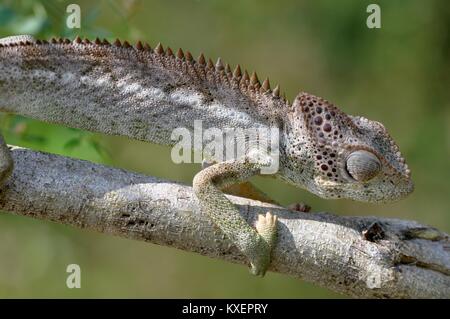 Madagaskar RIESE CHAMÄLEON Stockfoto