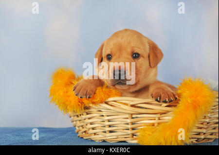 Labrador Retriever, Gelb, Alter 25 Tage, Welpen im Korb Stockfoto