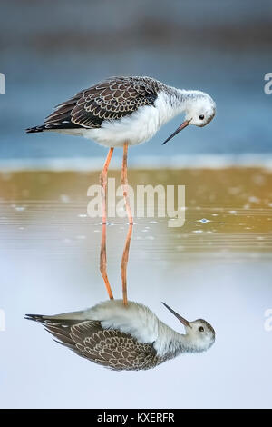 Black-winged Schwarz geflügelte Stelzenläufer (Himantopus himantopus), jungen Vogel im flachen Wasser, Neusiedler See, Österreich Stockfoto