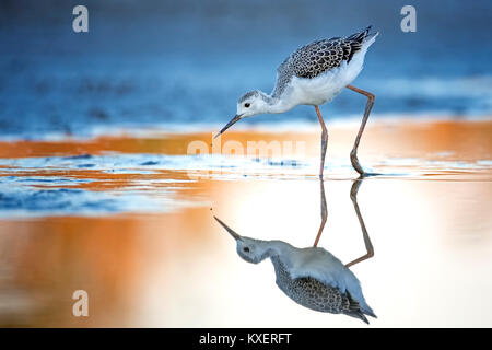 Black-winged Schwarz geflügelte Stelzenläufer (Himantopus himantopus), jungen Vogel, der Suche nach Futter im Wasser, Neusiedler See, Österreich Stockfoto