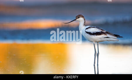 Pied Säbelschnäbler (Recurvirostra Avosetta), jungen Vogel im flachen Wasser, Fütterung, Neusiedler See, Österreich Stockfoto