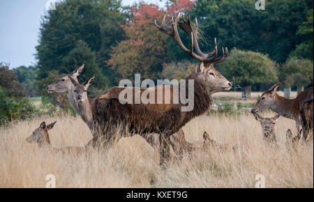 Rotwild in Richmond, Surrey, England, Großbritannien Stockfoto