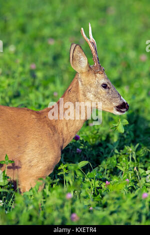 Close up Portrait von europäischen Reh (Capreolus capreolus) buck Nahrungssuche in der Wiese im Juli im Sommer Stockfoto