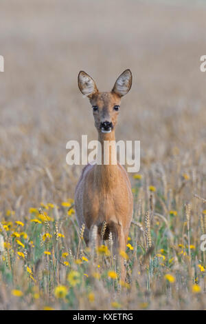 Europäische Reh (Capreolus capreolus) doe/weiblich Nahrungssuche im Weizenfeld mit Wildblumen im Juli im Sommer Stockfoto