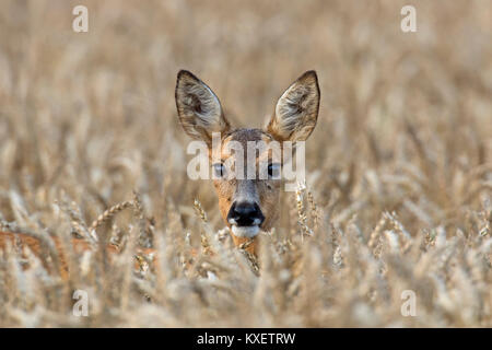 Europäische Reh (Capreolus capreolus) doe/weiblich Nahrungssuche im Weizenfeld im Juli im Sommer Stockfoto