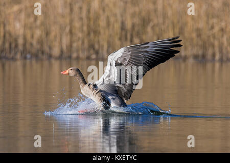 Graugans/Graugans (Anser anser) Landung auf dem Wasser im Teich vor schilfrohr Stockfoto