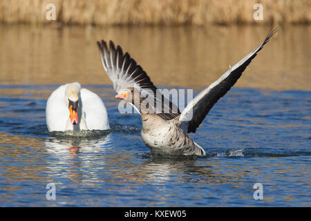 Territoriale Höckerschwan (Cygnus olor) weg jagen Graugans/Graugans (Anser anser) Schwimmen im See Stockfoto