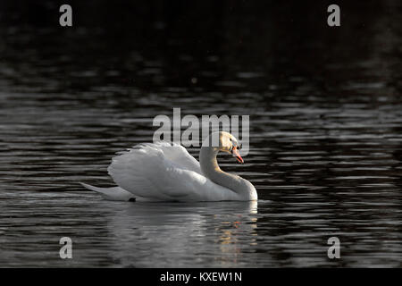 Territoriale Höckerschwan (Cygnus olor), Stecker, Schwimmen im See und zeigt zur dominanten aggressiven Haltung im Frühjahr Stockfoto