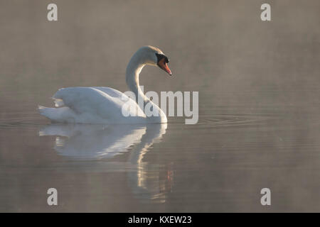 Höckerschwan (Cygnus olor) Schwimmen im See am frühen Morgen Nebel Stockfoto