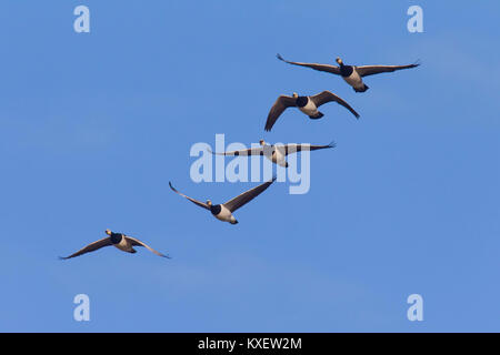 Migration von nonnengans (Branta leucopsis) Herde/Nonnengänse im Flug gegen den blauen Himmel Stockfoto